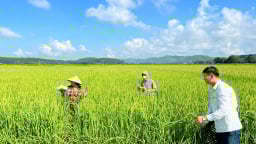 Quy định mới về khôi phục lại tình trạng ban đầu của đất