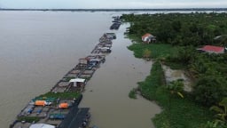 Kè sông An Bình chậm triển khai do chưa di dời 1.000 lồng bè cá
