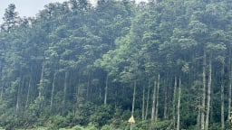 Giữ rừng giữa mây trời Sa Pa