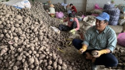 'Vương quốc khoai lang' lao đao vì sâu đục củ