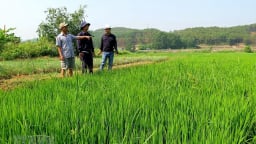 Khuyến cáo bảo vệ sản xuất ứng phó bão số 1