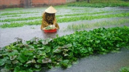 Mưa lớn khiến trên 1.000ha lúa hè thu bị ngập