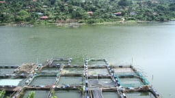 Chủ động ứng phó tình huống khi hồ Hòa Bình đột ngột thay đổi mực nước