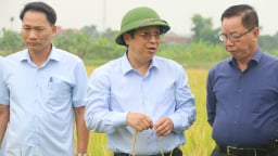 Hải Phòng và Thái Bình được mùa vụ lúa Xuân 2025
