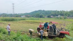 Lào Cai: Năng suất lúa xuân đạt 61,5 tạ/ha