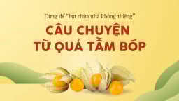 Câu chuyện từ quả tầm bóp*