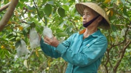‘Đòn bẩy’ OCOP ở Hà Long