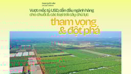 Đưa ngành chuối Việt Nam vượt mốc tỷ USD - tham vọng và đột phá