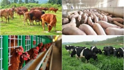 Thẩm quyền của chính quyền cấp xã trong lĩnh vực chăn nuôi, thú y