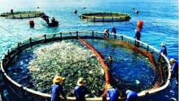 Thẩm quyền của Chủ tịch xã trong lĩnh vực thủy sản và kiểm ngư