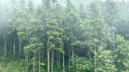 Lào Cai trồng trên 11.700ha rừng trong 6 tháng đầu năm