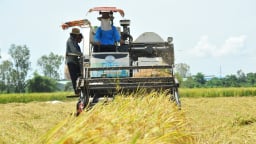 Nông dân Đồng Tháp tất bật thu hoạch lúa hè thu