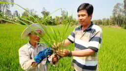 Chủ động bảo vệ lúa thu đông trước thời tiết bất lợi