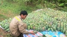 Giảm nghèo từ những mùa xoài ở Pú Nhung