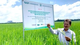 Tăng tốc nhân rộng mô hình lúa chất lượng cao, phát thải thấp
