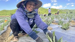 Bắc Trung bộ nhiều tiềm năng trở thành thủ phủ dứa