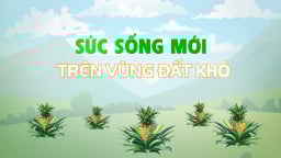 Sức sống mới trên vùng đất khó