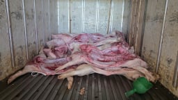 Bắt quả tang cơ sở giết mổ lợn nhiễm dịch tả Châu Phi