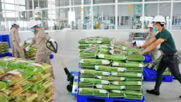 Công ty VINASEED bán rộng rãi gần 700 tấn hạt giống lúa dự trữ quốc gia
