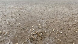 Thanh Hóa: 80 ha ngao nuôi bị chết hàng loạt