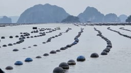 Đánh giá lại sức tải của biển: [Bài 2] Quy trình chưa có, dân mò mẫm nuôi hàu