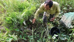 Hai ông thông gia rủ nhau nuôi cáy, mỗi năm thu trăm triệu