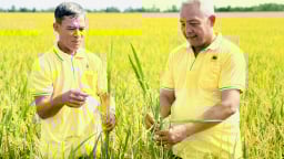 Cải tạo đất phèn, xử lý rơm rạ hiệu quả bằng phân bón