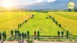 Công ty CP Giống cây trồng miền Nam bán rộng rãi 200 tấn hạt giống lúa