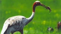 Đồng Tháp chuẩn bị đón thêm 8 cá thể sếu đầu đỏ
