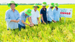 OM468 - giống lúa hội đủ điều kiện tham gia Đề án 1 triệu ha lúa