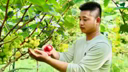 Kỹ sư 9X đầu tư bạc tỷ trồng rau quả hữu cơ