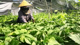 Lộ trình phát triển 20ha dược liệu dưới tán rừng FSC
