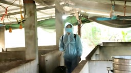 Sơn La chỉ đạo cấp bách phòng chống dịch bệnh động vật