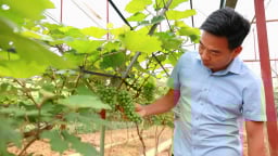 Khi ta cho cây tình yêu, cây sẽ cho ta trái ngọt