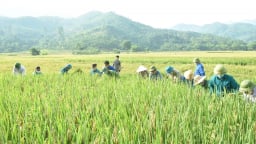 Yên Bái: Vụ đông xuân vượt kỳ vọng