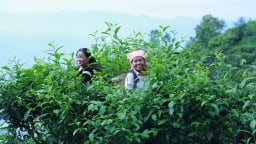 Phình Hồ phát triển nông nghiệp hàng hóa gắn với du lịch bền vững