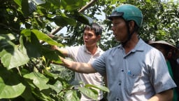 Sản xuất hồng vành khuyên quy mô lớn theo chuỗi liên kết