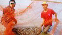 Nuôi tôm thông minh giúp giảm phát thải