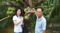 'Số hóa' vùng nguyên liệu ngành dừa nâng giá trị xuất khẩu