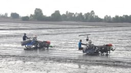 An Giang kỳ vọng lập kỷ lục trên 1,5 triệu tấn lúa vụ thu đông