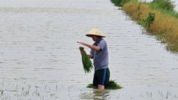 Hải Phòng yêu cầu nông dân dừng cấy lúa đến khi bão tan