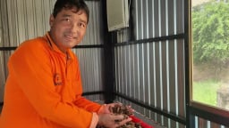 Trồng 40.000 cây nhàu, tỷ phú nông dân thu nhập hơn 100 triệu đồng/tháng