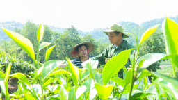 Thái Nguyên trợ lực cây chè, hướng đến ngành hàng tỷ đô
