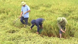 Mưa lớn gây thiệt hại hơn 1.700 hecta lúa kỳ thu hoạch