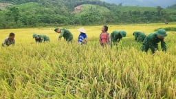 Người dân đồng bào Rục thêm vụ mùa bội thu