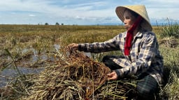 Nông dân Quảng Bình gặt lúa ngập lũ