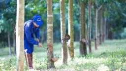 Sức sống nông trường: Xanh mãi những mùa cao su