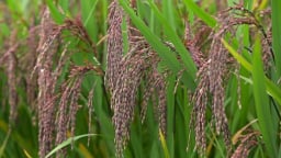 Lúa dinh dưỡng - hành trình gieo mầm giá trị