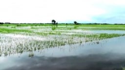 Quảng Trị có 18.000ha lúa hè thu nguy cơ phải gieo lại