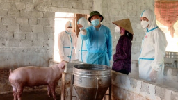 Ninh Bình thực hiện ngay ‘5 không’ phòng chống dịch tả lợn Châu Phi